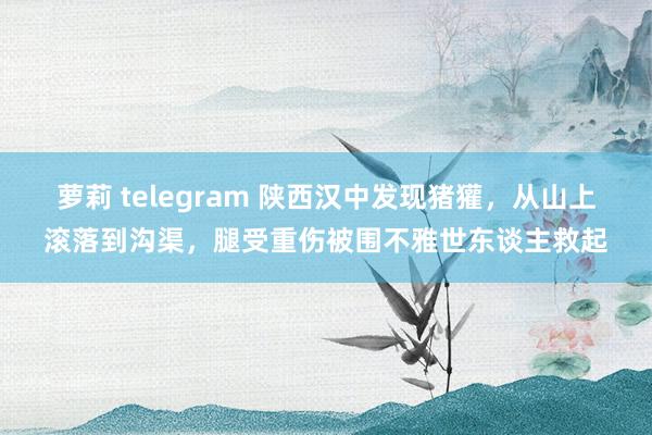 萝莉 telegram 陕西汉中发现猪獾，从山上滚落到沟渠，腿受重伤被围不雅世东谈主救起