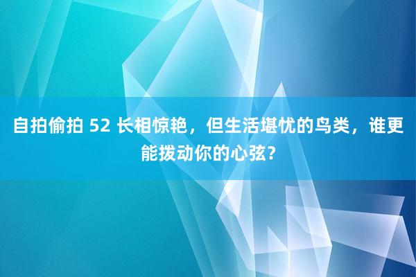 自拍偷拍 52 长相惊艳，但生活堪忧的鸟类，谁更能拨动你的心弦？